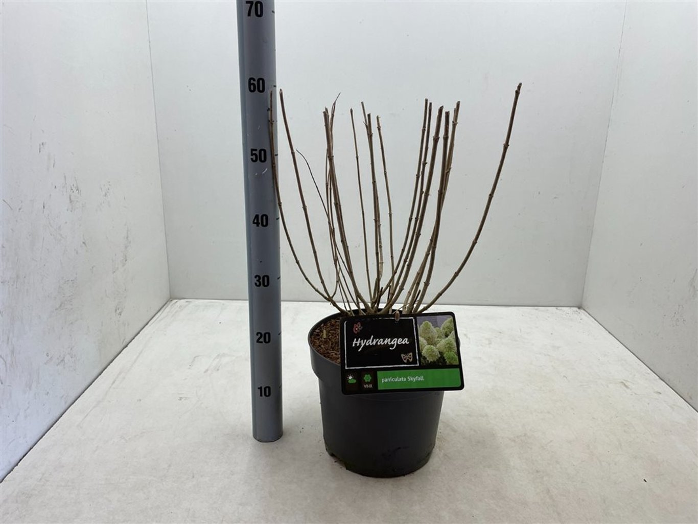 Hydrangea pan. 'Skyfall'® - C7,5